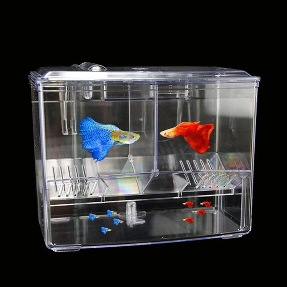 1.25L 2.5L Aquarium Fish Breed - Pet Supplies Fish 评论和价格