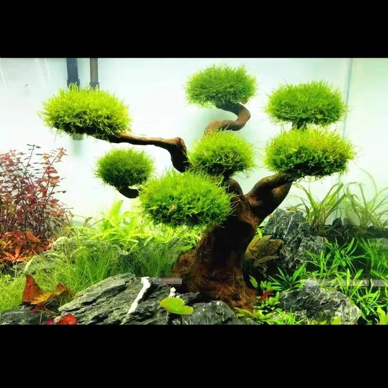 Aquarium Driftwood Landscaping - Pet Supplies Fish 评论和价格