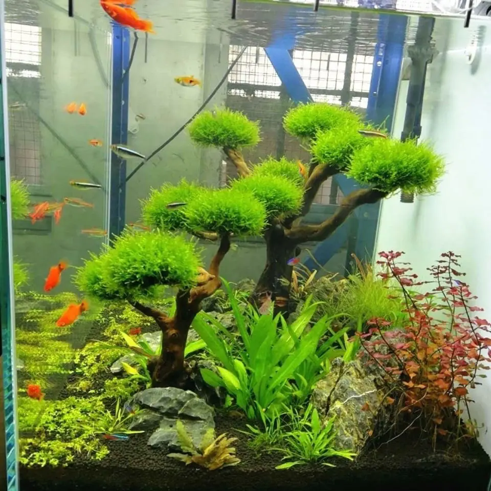 Aquarium Driftwood Landscaping - Pet Supplies Fish 评论和价格