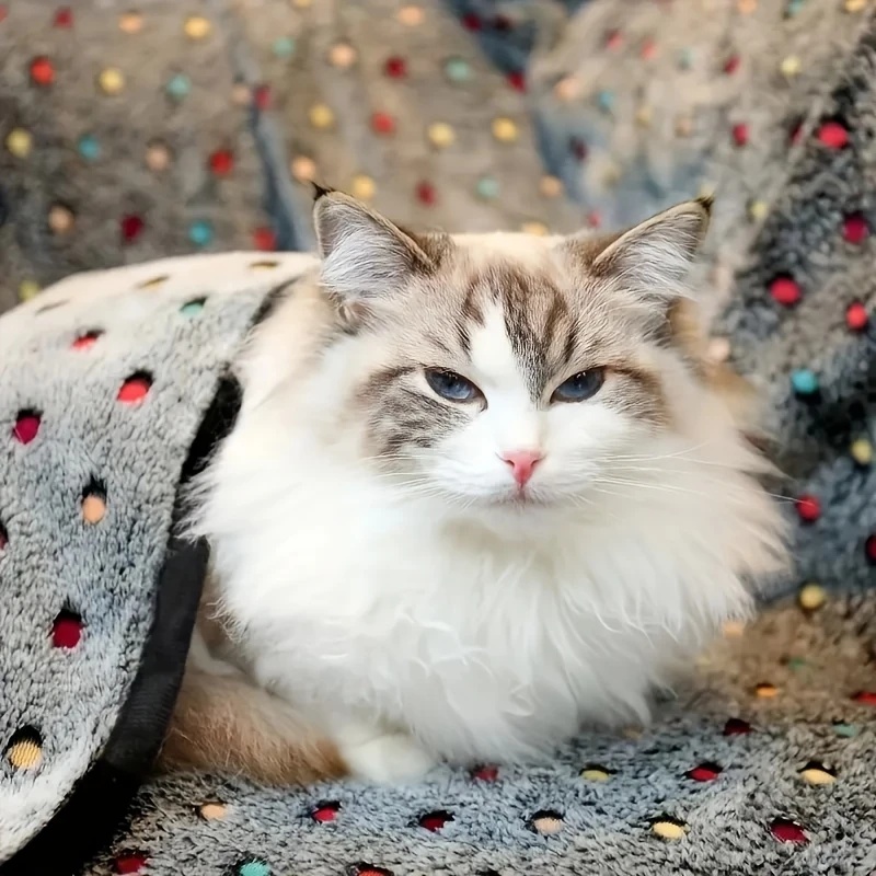 3PCS Soft Fluffy Pet Blanket C - Pet Supplies Discount 评论和价格